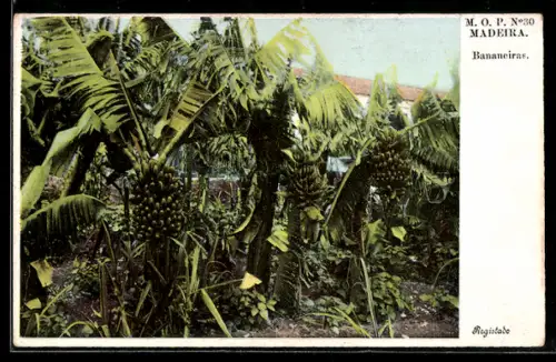 AK Madeira, Bananeiras