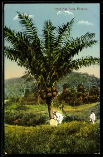 AK Panama, Ivory Nut Palm