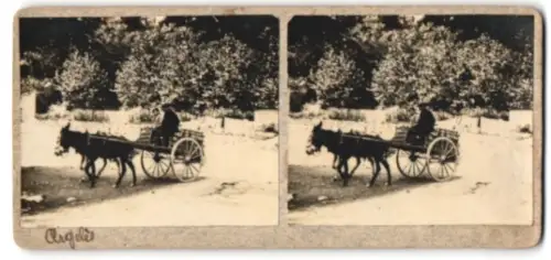 Stereo-Fotografie Paar sitzt auf einem Karren der von einem Esel gezogen wird