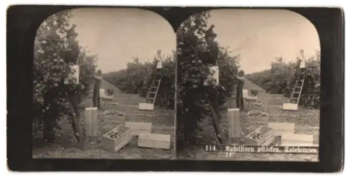 Stereo-Fotografie Apfelsinen-Pflücker in Kalifornien bei der Arbeit