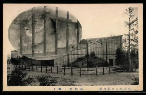 AK Nagoya-Shiritsu Dobutsuen, Löwenanlage mit Löwe im Käfig