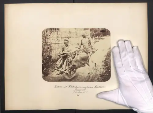 Fotografie Fotograf unbekannt, chinesische Kulis / Jäger mit erlegtem Wildschwein auf einer Schubkarre, Shanghai, 1882