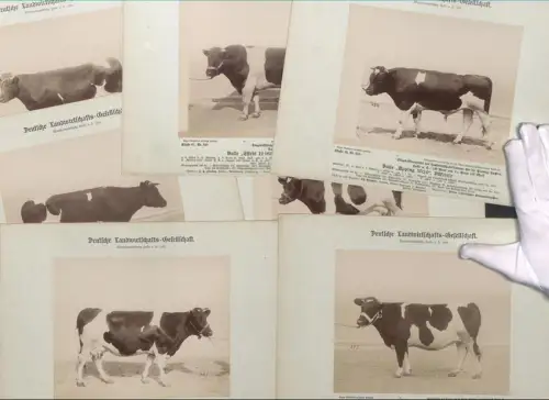 Fotoalbum mit 20 Fotografien, Wander-Ausstellung Halle / Saale,13-18 Juni 1901, Deutsche Landwirtschafts-Gesellschaft
