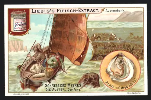 6 Sammelbilder Liebig, Serie Nr. 716: Schätze des Meeres, Krabbe, Schildpatt und Suppenschildkröte, Badeschwamm