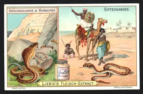 6 Sammelbilder Liebig, Serie Nr. 748: Giftschlangen, Kreuzotter, Riesenhutschlange, Buschmeisterschlange und Cobra