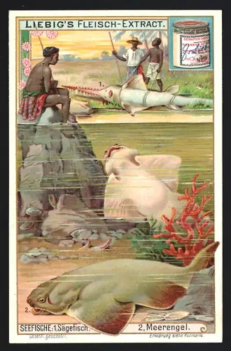 6 Sammelbilder Liebig, Serie Nr. 744: Seefische, Blauhai, Hammerhai, Heringskönig, Angler, Flughahn