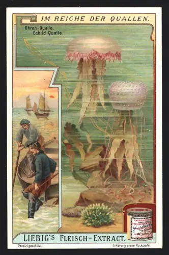 6 Sammelbilder Liebig, Serie Nr. 938: Im Reiche der Quallen, Venus-Gürtel, Gem. Beutelqualle, Gurkenqualle, Ohrenqualle
