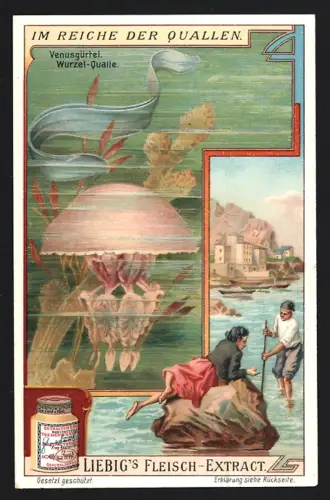 6 Sammelbilder Liebig, Serie Nr. 938: Im Reiche der Quallen, Scheibenqualle, Medusenqualle, Laternenqualle