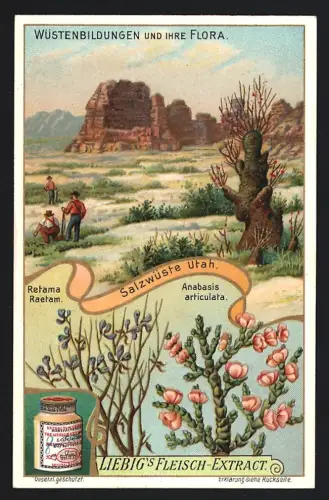 6 Sammelbilder Liebig, Serie Nr. 922: Wüstenbildungen und ihre Flora, Texas, Sahara, Wadi Tarfeh, Oase von Biskra