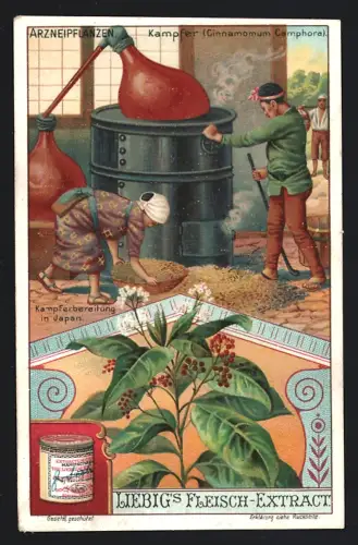 6 Sammelbilder Liebig, Serie Nr. 906: Arzneipflanzen, Safran, Rhabarber, Aloe, Chinarindenbaum, Ricinus, Kampfer