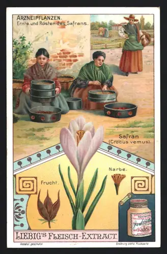 6 Sammelbilder Liebig, Serie Nr. 906: Arzneipflanzen, Kampfer, Aloe, Chinarindenbaum, Rhabarber, Ricinus, Safran
