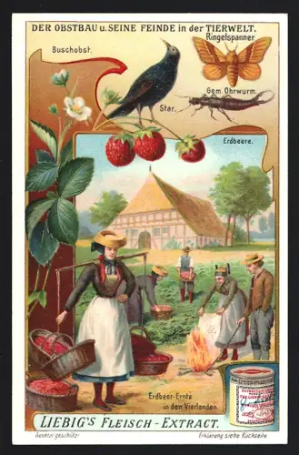 6 Sammelbilder Liebig, Serie Nr. 931: Der Obstbau und seine Feinde i. d. Tierwelt, Eichhörnchen, Maikäfer, Star, Raupe