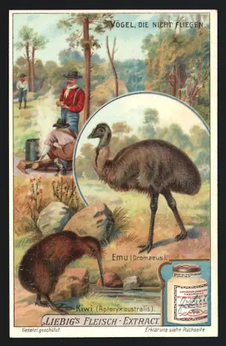 6 Sammelbilder Liebig, Serie Nr. 946: Vögel, die nicht fliegen, Nandu, Strauss, Dodo, Riesenpinguin, Emu, Kiwi