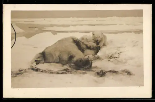 Foto-AK Eisbären mit erlegter Mutter