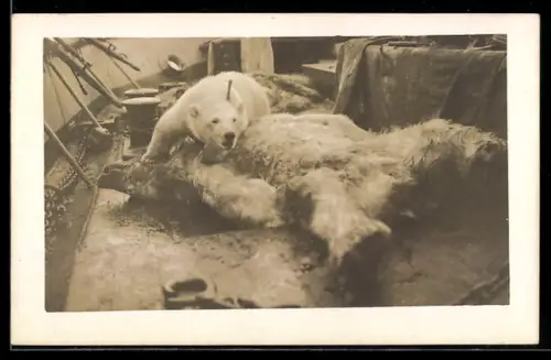 Foto-AK Erlegte Eisbären auf einem Schiff