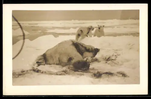 Foto-AK Erlegter Eisbär und Jungtiere