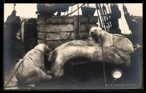 AK Gefangene Eisbären