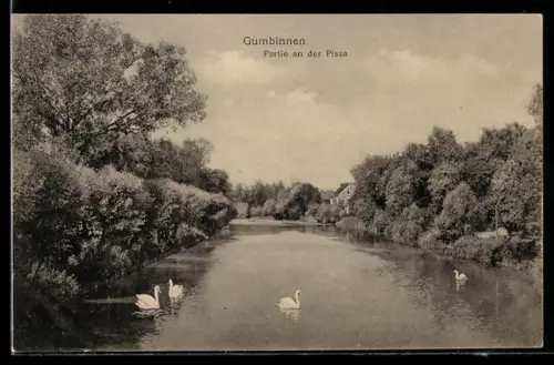 AK Gumbinnen, Partie an der Pissa, Schwäne