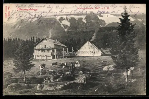 AK Riesengebirge, Kühe weiden vor der Schlingelbaude