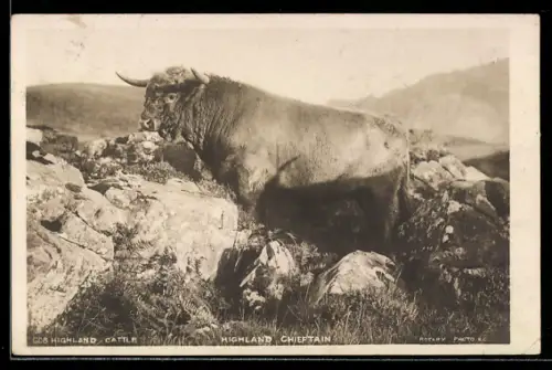 AK Highland-Cattle, Highland-Chieftain