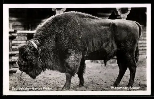 AK Berlin, Zoologischer Garten, Wisentstier Benno