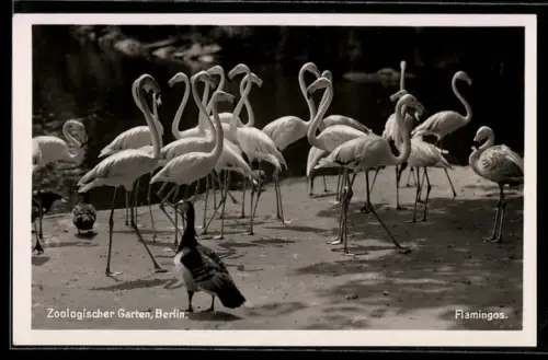 AK Berlin, Zoologischer Garten, Flamingos