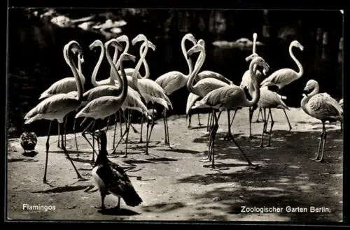 AK Berlin, Zoologischer Garten, Flamingos im Sonnenschein
