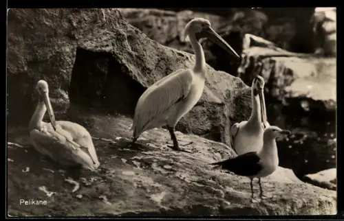 AK Berlin, Zoologischer Garten, Pelikane