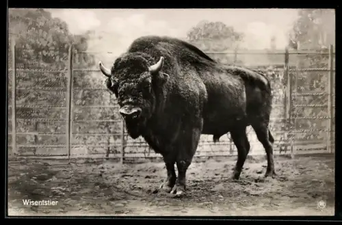 AK Berlin, Wiesentstier im Zoo