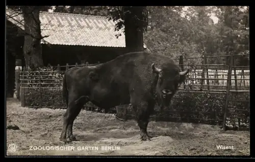 AK Berlin, Zoologischer Garten, Wisent