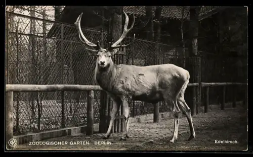 AK Berlin, Edelhirsch, Zoologischer Garten