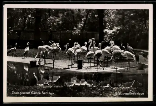 AK Berlin, Zoologischer Garten, Stelzvogelfreianlage