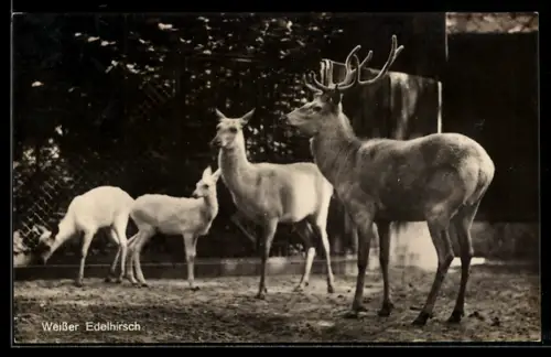 AK Berlin, Zoologischer Garten, Weisser Edelhirsch
