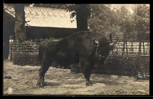 AK Berlin, Wisent im Freigehege, Zoologischer Garten