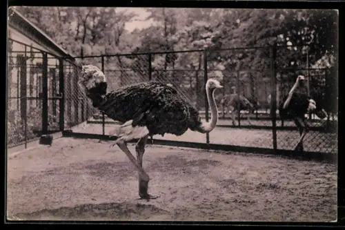 AK Berlin, Zoologischer Garten, Strauss