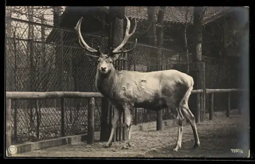 AK Berlin, Edelhirsch, Zoologischer Garten