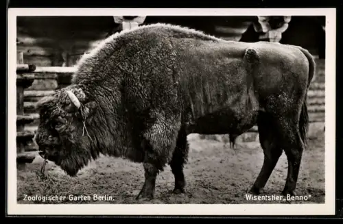 AK Berlin, Wisentier Benno im Zoo