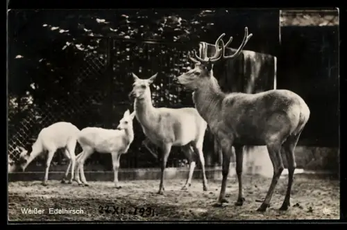 AK Berlin, Zoologischer Garten, Weisser Edelhirsch, Familie