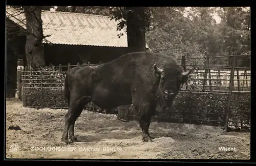 AK Berlin, Wisent im Freigehege, Zoologischer Garten
