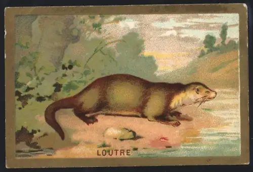 Sammelbild Cambrai, Arlatte & Cie., Chicorée, Otter wartet am Ufer
