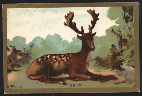 Sammelbild Cambrai, Arlatte & Cie., Chicorée, Hirsche nahe einem Wald