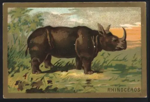 Sammelbild Cambrai, Arlatte & Cie., Chicorée, Nashorn während der Dämmerung