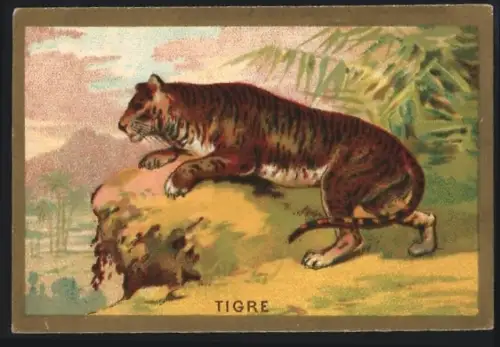 Sammelbild Cambrai, Arlatte & Cie., Chicorée, Tiger bei der Jagd