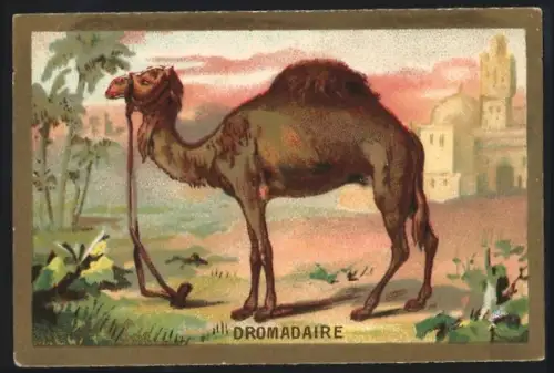 Sammelbild Cambrai, Arlatte & Cie., Chicorée, Dromedar vor einem Ort