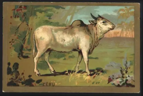 Sammelbild Cambrai, Arlatte & Cie., Chicorée, Hausrind während der Dämmerung
