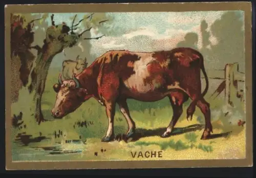 Sammelbild Cambrai, Arlatte & Cie., Chicorée, Kuh beim Trinken
