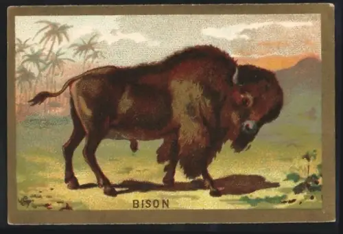 Sammelbild Cambrai, Arlatte & Cie., Chicorée, Bison während der Dämmerung