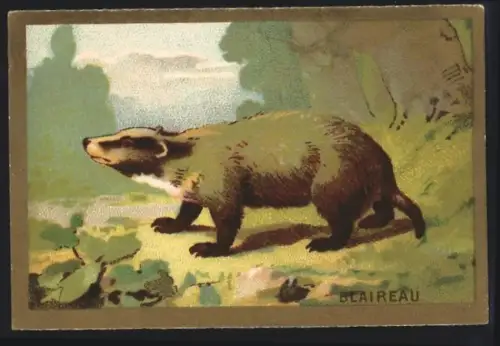 Sammelbild Cambrai, Arlatte & Cie., Chicorée, Dachs am Waldrand
