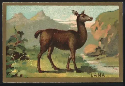 Sammelbild Cambrai, Arlatte & Cie., Chicorée, Lama vor Gebirgspanorama