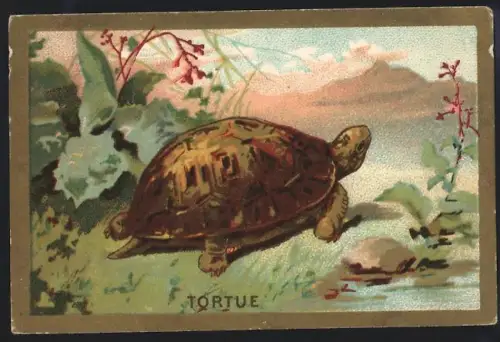 Sammelbild Cambrai, Arlatte & Cie., Chicorée, Schildkröte steht am Wasser